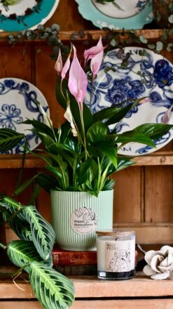 Spathiphyllum Bellini Plant Gift Set With Sorbet Green Elho Pot (Optional Scented Candle & Plant Food) -Happy House Plants Sale Store DSC 9852