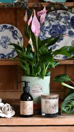 Spathiphyllum Bellini Plant Gift Set With Sorbet Green Elho Pot (Optional Scented Candle & Plant Food) -Happy House Plants Sale Store DSC 9856