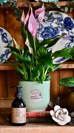 Spathiphyllum Bellini Plant Gift Set With Sorbet Green Elho Pot (Optional Scented Candle & Plant Food) -Happy House Plants Sale Store DSC 9857