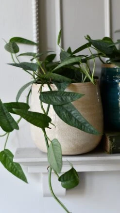 Epipremnum Cebu Blue (Cebu Blue Pothos, Epipremnum Pinnatum) -Happy House Plants Sale Store DSC 9870