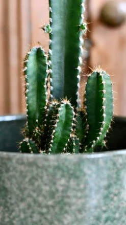 Cereus Peruvianus -Happy House Plants Sale Store DSC 9893