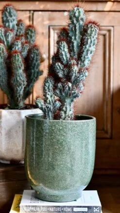 Cereus Peruvianus ‘Monstrosus’ -Happy House Plants Sale Store DSC 9907