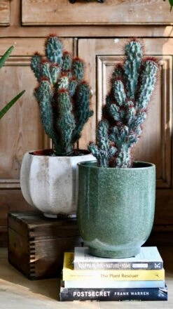 Happy House Plants Sale Store -Happy House Plants Sale Store DSC 9909