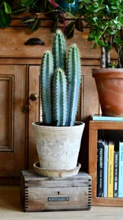 Pilocereus Pachycladus Azureus | Brazilian Blue Cactus | Blue Columnar Cactus -Happy House Plants Sale Store DSC 9926
