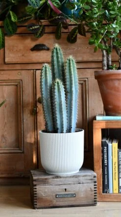 Pilocereus Pachycladus Azureus | Brazilian Blue Cactus | Blue Columnar Cactus -Happy House Plants Sale Store DSC 9932