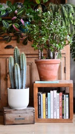 Pilocereus Pachycladus Azureus | Brazilian Blue Cactus | Blue Columnar Cactus -Happy House Plants Sale Store DSC 9939