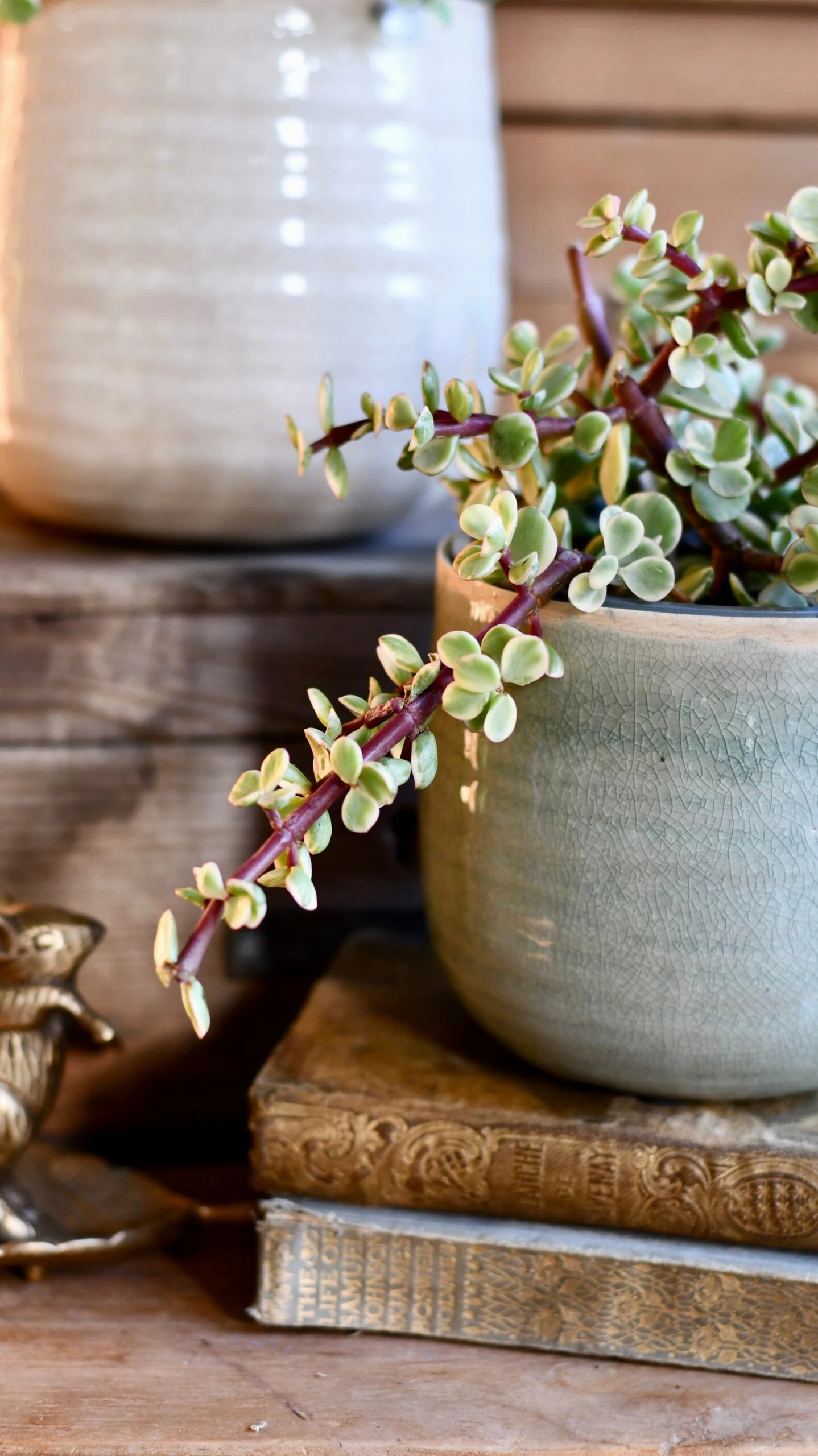 Variegated Portulacaria Afra (Elephant Bush, Dwarf Jade Plant, Porkbush) 6 Variegated Portulacaria Afra (Elephant Bush, Dwarf Jade Plant, Porkbush) - Image 6