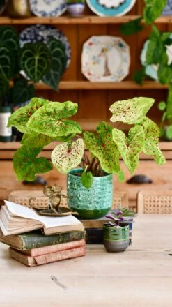 Reactive Glaze Planter (Emerald 16cm Plant Pot) -Happy House Plants Sale Store E1227079 7D02 46C2 AA99 8871E99E602B 1 201 a ee8ec6fc b18b 4351 b78a 6e716652c3c8