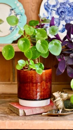 Amber Reactive Planter (13cm Plant Pot) -Happy House Plants Sale Store E1EBFDBE 197C 4D05 9245 4EF3D72E3330 1 201 a