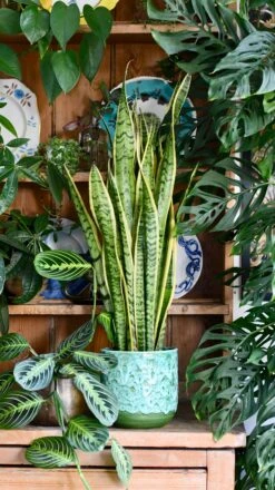 Sansevieria Laurentii | Snake Plant | Mother In Laws Tongue -Happy House Plants Sale Store E2306725 BA52 4982 A1BF BF2EEBB388D6 1 201 a