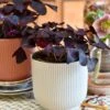 Oxalis Triangularis 'Purple Shamrock’ & Vibes Pot