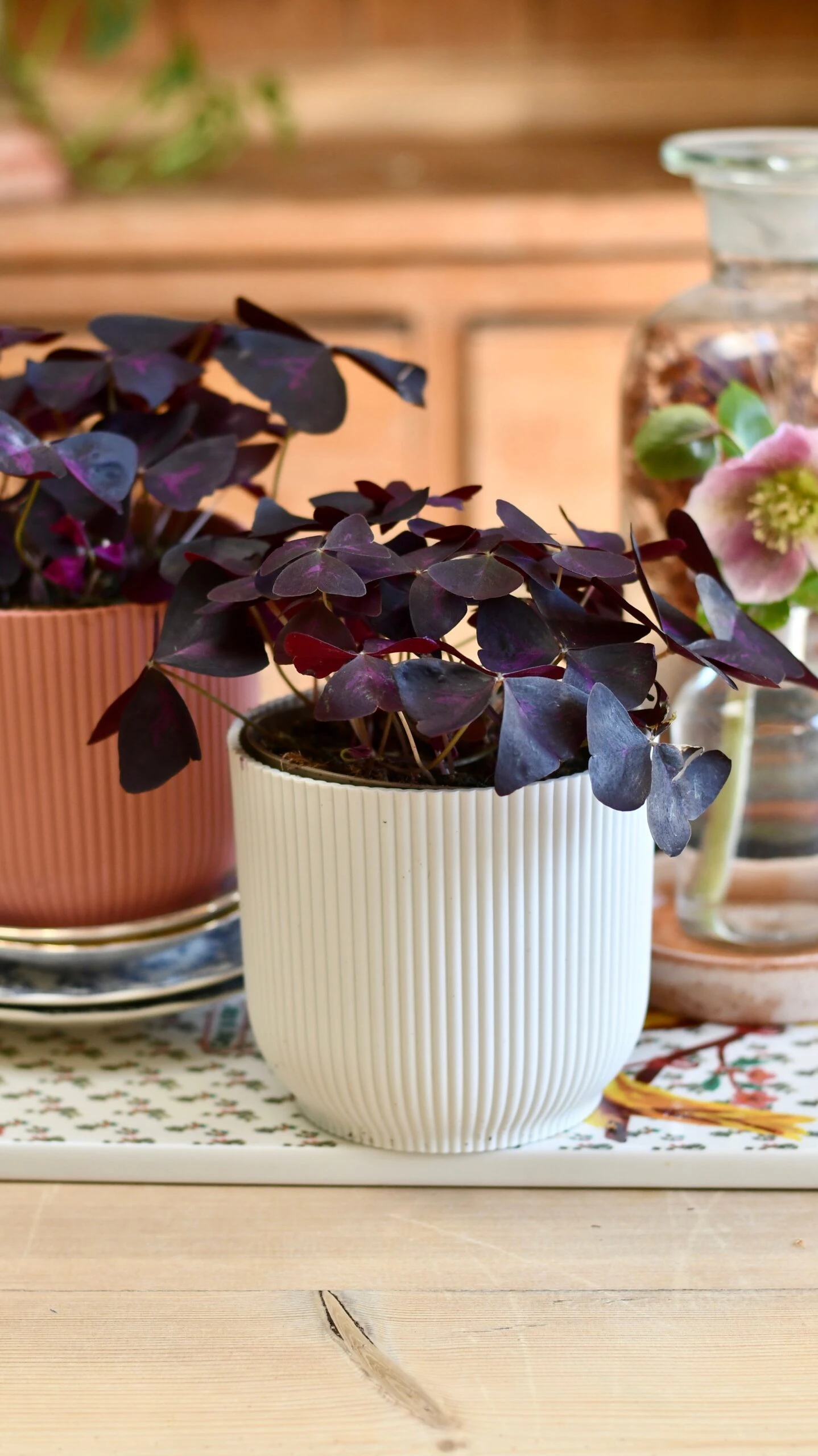 Oxalis Triangularis 'Purple Shamrock’ & Vibes Pot 1 Oxalis Triangularis 'Purple Shamrock’ & Vibes Pot