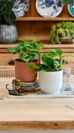 Epipremnum Global Green (Devils Ivy) -Happy House Plants Sale Store E4826F67 D7FE 42EB B0AF 618A9E08D677 1 201 a 89c0329c 214e 45bb 833d 367ee8af6ff0