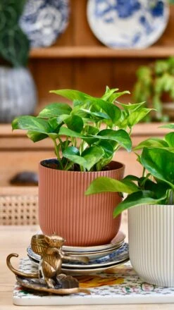 Epipremnum Global Green (Devil's Ivy) & Vibes Pot -Happy House Plants Sale Store E5AB88A9 8FD3 4A44 8774 F11B757B866D 1 201 a