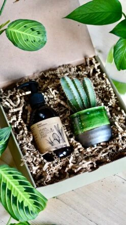 Vegan Cactus & Succulent Food Gift Box -Happy House Plants Sale Store E807D685 4FE8 4B78 9327 BF9EA51D65AD 1 201 a