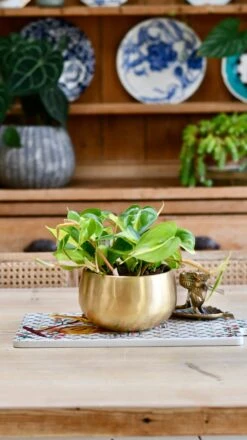 Philodendron Scandens Brasil In Atsu Brass Pot 12 Philodendron Scandens Brasil In Atsu Brass Pot -Happy House Plants Sale Store E827865A 6BF3 4141 B11A 20C2AFD44387 1 201 a