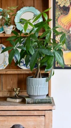 Baby Mexican Fortune Tree Or Pachira Aquatica -Happy House Plants Sale Store EB7AD33C 9EC2 474D A81C 239CD44962E8 1 201 a