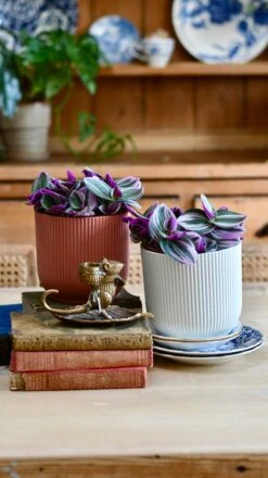 Tradescantia Nanouk & Vibes Pot 11 Tradescantia Nanouk & Vibes Pot -Happy House Plants Sale Store EC05C691 EF38 4FBC B9D1 90924F0F1881 1 201 a