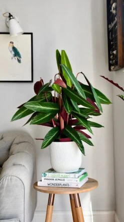 Vibes Fold Round 16cm Silky White 10 Vibes Fold Round 16cm Silky White -Happy House Plants Sale Store F1403F0E 912E 4C8E 8873 C3DE7EDA793F 1 201 a