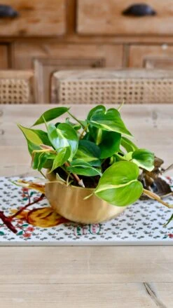 Philodendron Scandens Brasil In Atsu Brass Pot 11 Philodendron Scandens Brasil In Atsu Brass Pot -Happy House Plants Sale Store F453BF36 285E 40B5 9C60 A04086450450 1 201 a