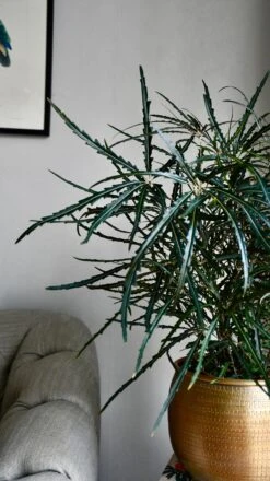 Plerandra Elegantissima In Tembesi Pot -Happy House Plants Sale Store F793114E A383 40C0 929E BA9D4DB5774D 1 201 a