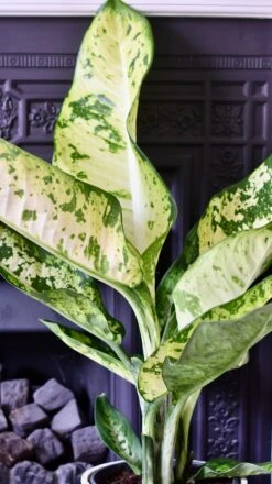 Dieffenbachia Seguine 'Banana' -Happy House Plants Sale Store FC92AF8F EB51 494D B8B9 F97311F663BE 1 201 a