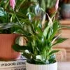 Spathiphyllum Pink Bellini, Peace Lilly & Pot