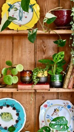 Garnet Reactive Planter With Foot (7cm Plant Pot) -Happy House Plants Sale Store FEACA0A8 60DA 451D 9589 BCCB814868CD 1 201 a 75173524 b2c6 41d1 9d1f 52635cb08d8a