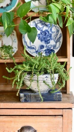 Crassula Viricosa | Hanging Succulent | Jade Necklace | Rare Plant