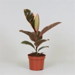 Ficus Elastica 'Belize' - Variegated Rubber Plant -Happy House Plants Sale Store M 19894061 0328 4f3f a68f c269771447b3