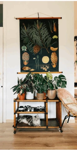 Surprise Houseplant Box