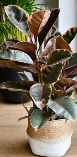 Ficus Elastica Belize - Variegated Rubber Tree 9 Ficus Elastica Belize - Variegated Rubber Tree -Happy House Plants Sale Store Screenshot2023 07 15at18.42.53