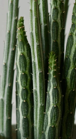 Big Kleinia Senecio (Stapeliiformis, Pickle Plant, Candle Stick Plant) 7 Big Kleinia Senecio (Stapeliiformis, Pickle Plant, Candle Stick Plant) -Happy House Plants Sale Store Screenshot2023 09 30at12.27.58