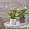 Athens Ceramic Reactive Glaze Indoor Ribbed Plant Pot White (10.5cm Pot)