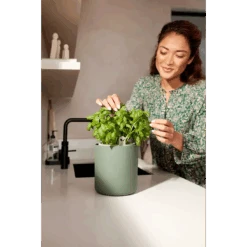 Bouncy Basil Grow Pot Leaf Green 17cm -Happy House Plants Sale Store bouncy basil leaf green i1 2 jpg