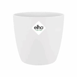 Ficus Golden King & Baby Peperomia Milano Houseplant Gift Set -Happy House Plants Sale Store brussels round mini white s1 png d3976243 6fd9 41fe aad3 5e380789a975