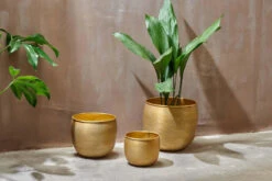 Calathea Stromanthe Triostar & Tembesi Pot -Happy House Plants Sale Store nkuku tembesi etched planter antique brass 29384472920240 jpg