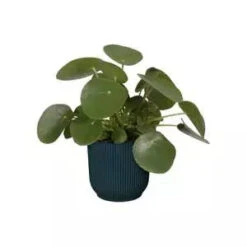 Vibes Fold Round 18cm -Happy House Plants Sale Store vibes fold rond deep blue n1 jpg