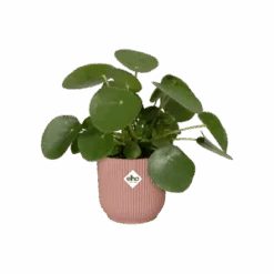 Vibes Fold Round 16cm Soft Pink -Happy House Plants Sale Store vibes fold rond delicate pink c1 png