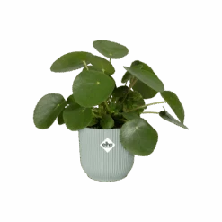 Vibes Fold Round 14cm -Happy House Plants Sale Store vibes fold rond sorbet green pos n1 png e14b83b3 8666 4bde 82b9 ea711b9abe1c