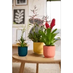 Vibes Fold Round 16cm Butter Yellow 9 Vibes Fold Round 16cm Butter Yellow -Happy House Plants Sale Store vibes fold round 294 120 181 i1 jpg