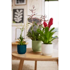 Vibes Fold Round 16cm Silky White 12 Vibes Fold Round 16cm Silky White -Happy House Plants Sale Store vibes fold round 294 369 451 i1 jpg ad2c0e5e 36e1 40eb b278 261f01d8a5b5