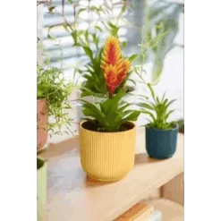 Vibes Fold Round 16cm Butter Yellow 10 Vibes Fold Round 16cm Butter Yellow -Happy House Plants Sale Store vibes fold round 369 181 541 120 294 i1 jpg