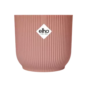 Syngonium White Butterfly And Vibes Pot 9 Syngonium White Butterfly And Vibes Pot - Image 9