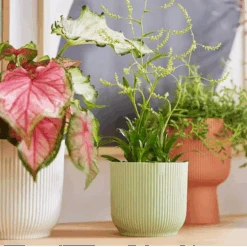 Vibes Fold Round 16cm Sorbet Green -Happy House Plants Sale Store vibes fold round i1.jpg 2 1