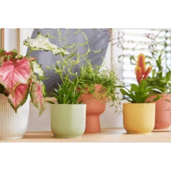 Vibes Fold Round 16cm Silky White 13 Vibes Fold Round 16cm Silky White -Happy House Plants Sale Store vibes fold round i1.jpg 2 1b3a3d5c ae11 423c a6f0 855a2e784071