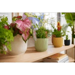 Vibes Fold Round Mini 11cm Silky White 7 Vibes Fold Round Mini 11cm Silky White -Happy House Plants Sale Store vibes fold round i2.jpg 2 6fe65b6e b016 42bd 8857 0b8018a504c7