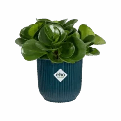 Vibes Fold Round 16cm Deep Blue -Happy House Plants Sale Store vibes fold round mini deep blue peperomia obtusifolia c1 png e0b756e7 fba7 4c26 bfb0 57f5b80a403d