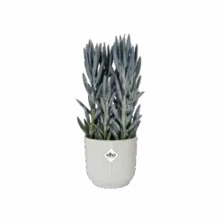 Vibes Fold Round 18cm -Happy House Plants Sale Store vibes fold round silky white c1 png