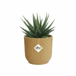 Happy House Plants Sale Store -Happy House Plants Sale Store vibes mini geel haworthia fasciata png